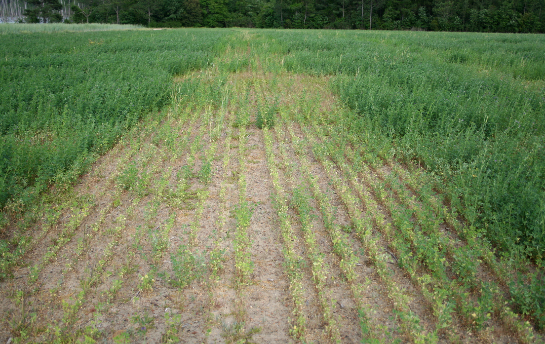 thin rows of alfalfa seed